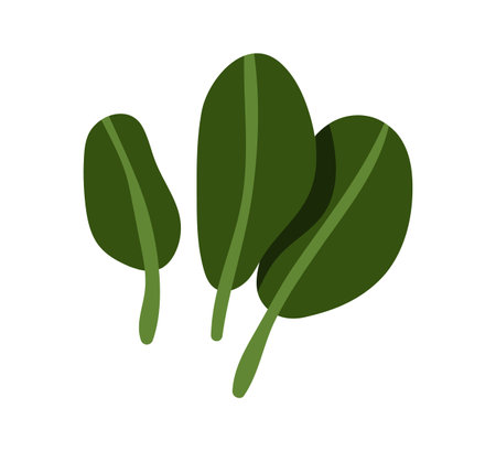 Spinach greens, fresh healthy leafy food. Natural leaf ingredient, seasoning, vitamin condiment. Organic nutrition, leaves for salads, cooking. Flat vector illustration isolated on white backgroundのイラスト素材