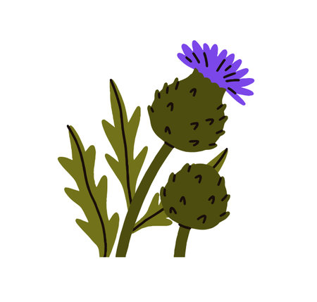 Thistle flower with blooming bud and leaf. Field wildflower. Meadow floral plant. Wild herbaceous blossom with leaves. Botanical flat graphic vector illustration isolated on white backgroundのイラスト素材