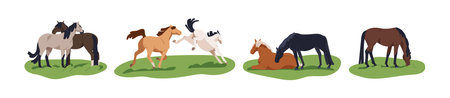Horses grazing, running, resting and frolicking. Stallions, steed and mare on grass, countryside pasture. Equine animal life, rural scenes set. Flat vector illustration isolated on white backgroundのイラスト素材