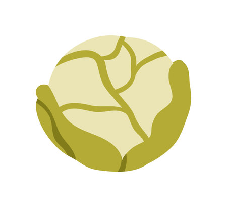 Cabbage vegetable, leafy green head. Fresh farm cole crop icon. Healthy natural food, raw organic vitamin nutrition. Colored flat graphic vector illustration isolated on white backgroundのイラスト素材