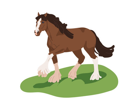 Draft heavy horse, Clydesdale breed. Stallion walking on grass. Shire, powerful equine animal with feathered legs. Workhorse on pasture. Flat vector illustration isolated on white backgroundのイラスト素材