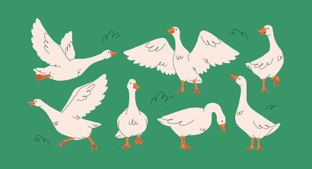Geese on grass. Goose, farm bird, feathered animal in countryside. Country rural poultry with long neck and beak, different poses, walking and flying, spreading wings. Flat vector illustrationのイラスト素材