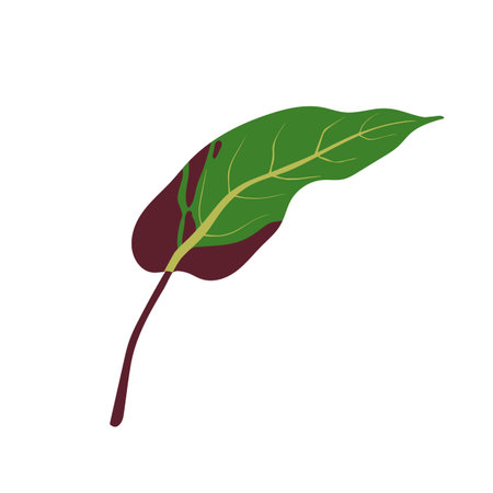 Variegated tropical leaf. Exotic plant with bicolor foliage, natural brown spots, stains. Greenery...
