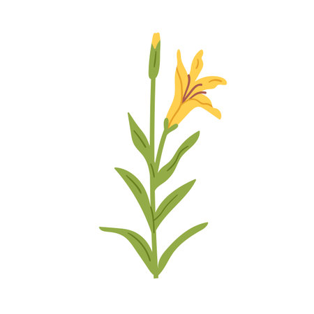 Lily flower bloom. Open and closed buds, gentle petals and leaves. Floral plant branch. Spring nature decoration. Garden flora, blossoms. Flat vector illustration isolated on white backgroundのイラスト素材