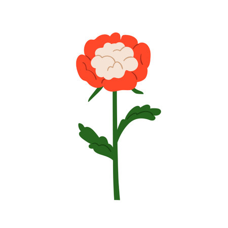 Flower bloom, white cap peony with bicolor petals, leaves, gorgeous lush bud. Floral plant stem, spring garden blossom. Summer nature decor, botanical decoration. Flat vector illustration isolatedのイラスト素材
