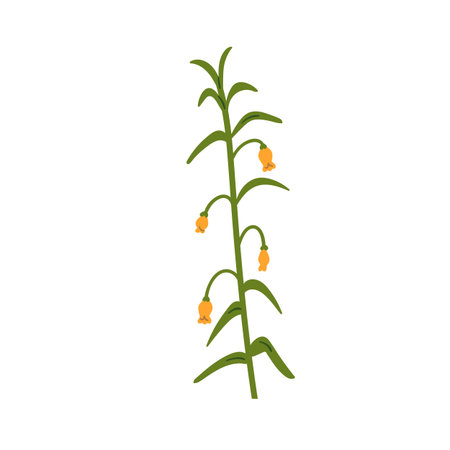 Sandersonia, flower plant. Tropical bell bloom, floral branch with leaves, stem. Summer garden decoration. Exotic bellflower, nature decor. Flat vector illustration isolated on white backgroundのイラスト素材