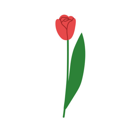 Flower, tulip blossom on stem with leaf. Elegant spring bloom, gorgeous bud, leaves. Beautiful garden floral plant with delicate gentle petals. Flat vector illustration isolated on white backgroundのイラスト素材