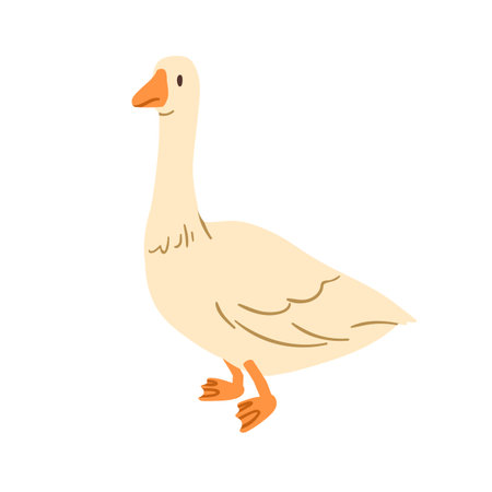 Goose, farm bird. Domestic countryside poultry, walking. Country rural animal with long neck, beak and feathers, going. Flat vector illustration isolated on white backgroundのイラスト素材