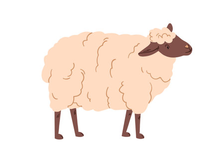 Sheep, fluffy furry farm domestic animal. Rural countryside fauna. Cute downy hairy woolly ewe standing. Country nature, livestock. Flat vector illustration isolated on white backgroundのイラスト素材