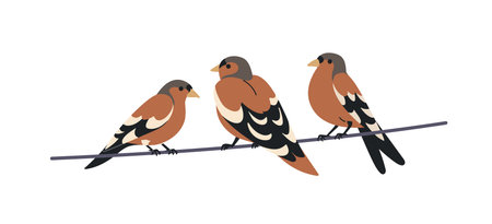 Birds perched on wire, electric cable. Eurasian chaffinch family sitting, clinging together on power line, string. Wild avian group, fauna. Flat vector illustration isolated on white backgroundのイラスト素材