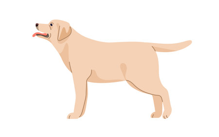 Labrador retriver, canine animal breed. Pedigree dog, side view. Cute lab doggy, loyal puppy standing, looking up with tongue out, wagging tail. Flat vector illustration isolated on white backgroundのイラスト素材