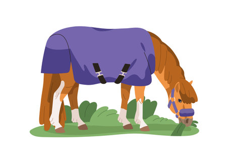 Pony grazing in pasture. Horse standing on summer meadow, eating grass. Foal, equine animal in blanket cover, halter gear in countryside field. Flat vector illustration isolated on white backgroundのイラスト素材