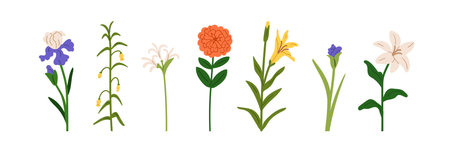 Flowers set. Floral plant branches, stems with blooming blossoms and leaf. Delicate natural botanical collection, spring garden elements. Flat vector illustration isolated on white backgroundのイラスト素材