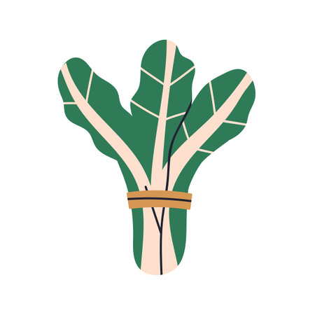 Leaf vegetable bundle. Leafy greens. Healthy natural food bunch. Swiss chard leaves. Fresh farm harvest, grocery ingredient, seasonal vitamin. Flat vector illustration isolated on white backgroundのイラスト素材