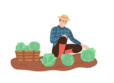Organic production. The man grows cabbage isolated on white background. Process of local growing in modern style. Organic healthy food. Perfect for poster, website, brochure. Flat Vector Illustrationのイラスト素材