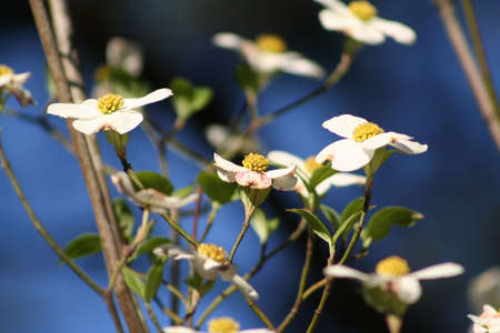 Dogwood Tree Flowersの写真素材