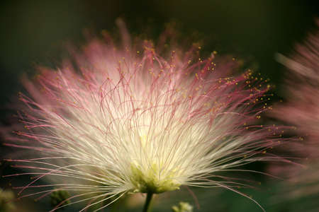 Fiber Optic Mimosaの写真素材