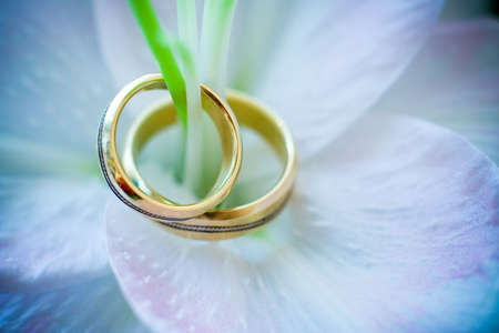 Rings on lilyの写真素材