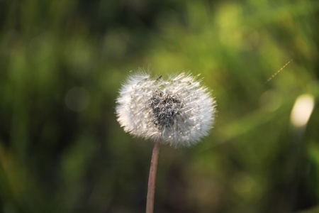 dandelionの写真素材