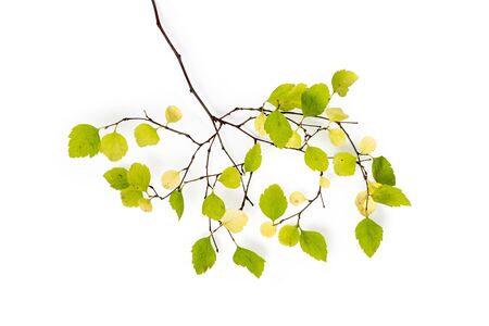 leaves of the bush isolated on white backgroundの写真素材