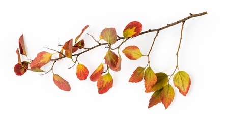 leaves of the bush isolated on white background