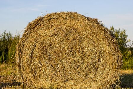 sheaf of hay in sunlight closeup shotの写真素材