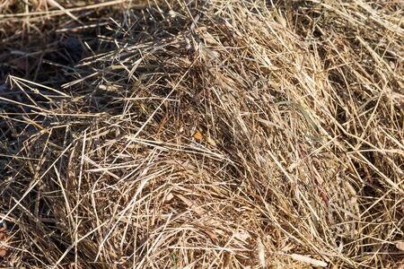 sheaf of hay in sunlight closeup shotの写真素材
