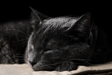 sleeping dark gray cat with black backgroundの写真素材