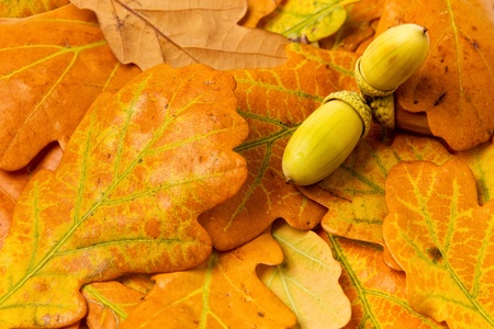 autumn oak leaves background with acornsの写真素材