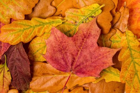 autumn leaves background with vivid colorsの写真素材