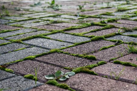 red and gray paving stone with moss and grassの写真素材