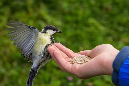 tit feeding in girl hand with seedsの写真素材