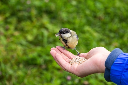 tit feeding in girl hand with seedsの写真素材
