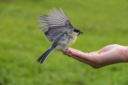 tit feeding in girl hand with seedsの写真素材