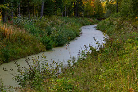 tranquil creek with blooming water  in the forest parkの写真素材