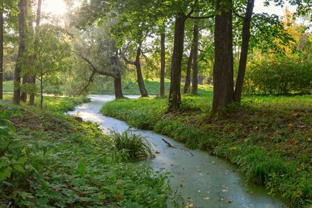 tranquil creek with blooming water  in the forest parkの写真素材
