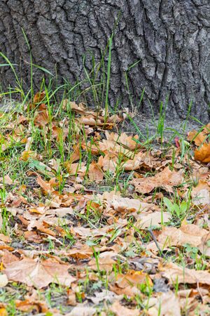 tree trunk close up with different leaves on grassの写真素材