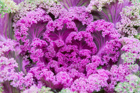 decorative ornamental cabbage with ruffled leaves in the gardenの写真素材