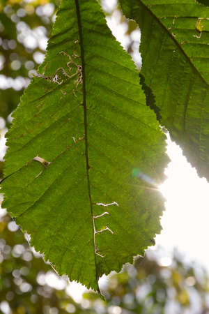 damaged chesnut leaf higt detailed with blurri background