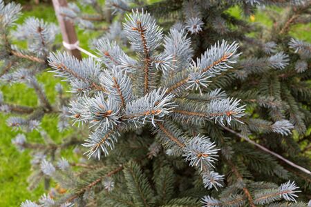 branch of young blue fir tree close upの写真素材