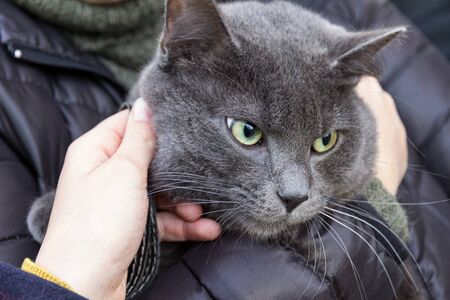 portrait of russian blue cat on hands outdoorsの写真素材
