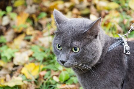 cute russian blue cat outdoor in harnessの写真素材