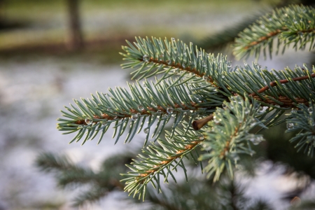 fir branch close up with water dropsの写真素材