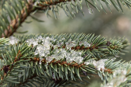 fir branch close up with first snowの写真素材