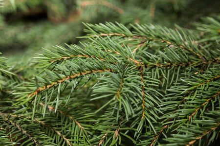 fir branch close up, can be used as a backgroundの写真素材