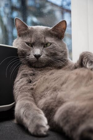Russian blue cat with tough look on the windowの写真素材