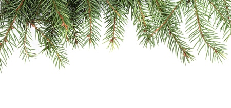 Spruce twig pattern isolated on white backgroundの写真素材