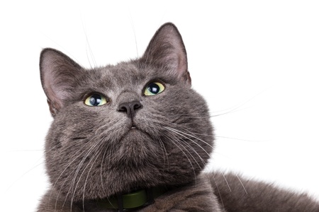 cute russian blue cat with white copyspaceの写真素材