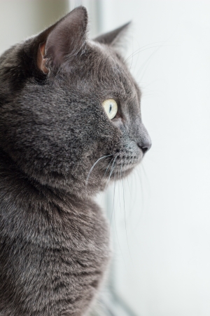 russian blue cat on window, vertical photoの写真素材