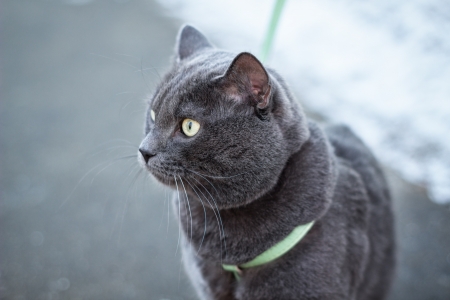 russian blue cat outdoors in harness, selective focusの写真素材